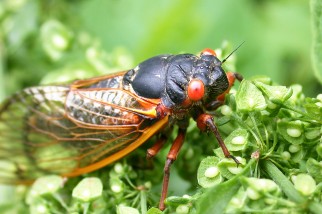 Cicada singing on a plant 