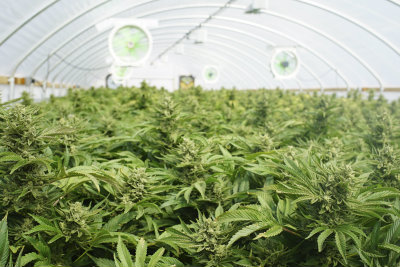Marijuana in a grow house